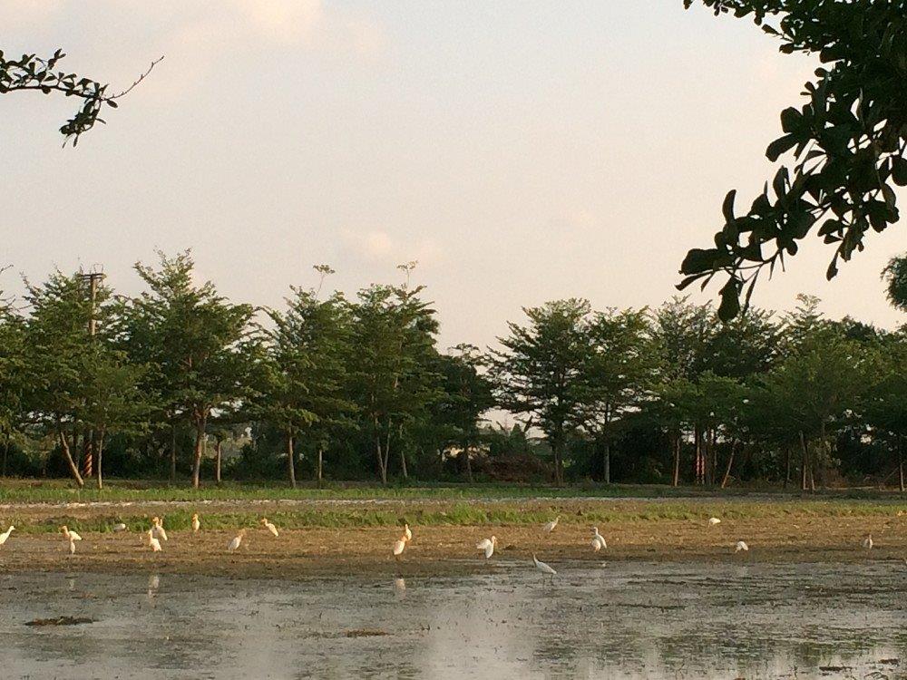時生農業股份有限公司