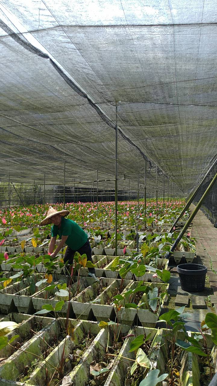 阿財花園(高雄市內門區農會花卉產銷班第2班)